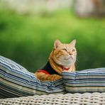 Suan Meow Cat Garden Mae Wang - Facebook