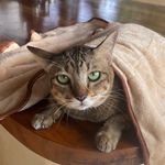 Suan Meow Cat Garden Mae Wang - @suanmeow_maewang - Instagram