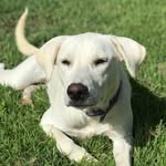 Ella Mae Warner - @ella.mae.dog - Instagram