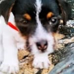 Maewee Dug - @maewee5 - Instagram