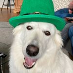Mae Weißer Schäferhund - @mae_weisser_schaeferhund - Instagram