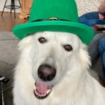 Mae Weißer Schäferhund - @mae_weisser_schaeferhund - Instagram