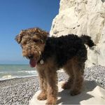 Mae Welshterrier - @maewelshterrier - Instagram