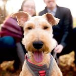 Millie Mae the Welsh Terrier - @millie.long.legs - Instagram