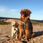 Daisy Mae & Maverick Wesson - @daisyandmavs_goldenadventures - Instagram