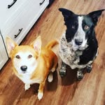 Daisy Mae and Wesson Riley - @daisy_and_wes - Instagram