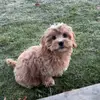 callie mae🐶🤍🐾 - @calliemaewestbrook - TikTok