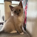 Georgie Mae Whitehead-Clawson - Facebook