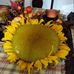 Mae Whitt - Facebook