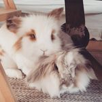 Mae & Wolf Floof - @heyfluff - Instagram