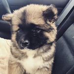 Mae Wolf - @maeowolf - Instagram