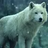 MaeWolf26 - @maewolf26 - TikTok