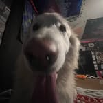 Megan Long - @meg_long76 - Instagram