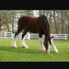 Maeve daly - @horse_power..123 - TikTok