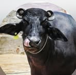Fx Munna Mafiya - Facebook