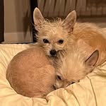 Maeve & Sullivan Fox - @cuddlycreamsicles - Instagram