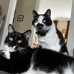 Nala, Maeve, Bill, Stone McKnight - @adventureswithmcknight - Instagram