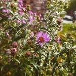 Maeve Young - @maeve_in_bloom - Instagram