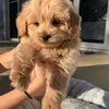 maeveyoung05 - @random._.stuff0007 - TikTok