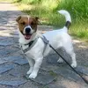 Magda Nowak - @wirus_thedog - TikTok