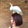 Magdalana conin - @mybushfirebabies - TikTok