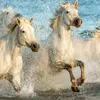 🐎la femme et les chevaux 🐎 - @magdalena.wolf5 - TikTok