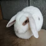 Magdalena Wolf - @piri_der_hase - Instagram