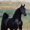 magdy_ibrahim - @magdy_ibrahim - TikTok