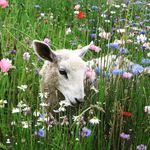Maggie Alexander - @maggies_farm_inc - Instagram