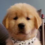 Maggie Alger - @maggiesgoldenadventures - Instagram