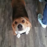 Maggie Amos - @maggie_beagle_amos - Instagram