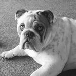 Maggie Berry - @maggiemoo_bulldog - Instagram