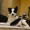 💖Maggie! A Border💕 - @maggie_border - TikTok