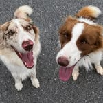 Maggie e Zoe, as Borders 🐾 - @irmasborder_ - Instagram
