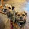 Tim Watts - @maggie.primrose.borders - TikTok