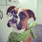 Maggie Bouchard - @maggietheboxer12 - Instagram