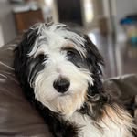 Maggie Bouchard - @maggie_gene_the_bernedoodle - Instagram