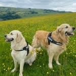 Brian & Maggie Barton - @brianandmaggiegolden - Instagram