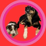 Maggie & Buck - @maggiebuckborder - Instagram