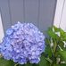 Maggie Burrell - Facebook