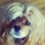 Maggie Burrows - @maggiedog2015 - Instagram