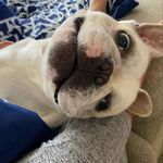 Maggie Cabrera - @the_real_tommy_the_frenchie - Instagram
