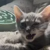 Lizzy - @maggie.e.carmichael - TikTok