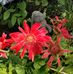 Margaret Carmichael - Facebook