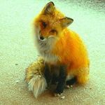 Maggie Carney - @maggie_fox_carney - Instagram