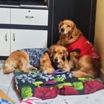 Canophilia - @maggie_casper_canophilia - Instagram