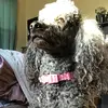 MaggieChambers - @maggiechamber - TikTok