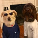 Maggie Raines Chappell - @muttandgriff - Instagram