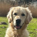 Maggie | Golden Retriever💖 - @maggie_cherry_golden - Instagram