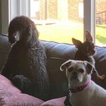 Maggie, Chico, and Cloud - @magchicloud - Instagram